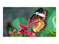 Sharp NEC  49 UN492S Full HD LED-LCD Display, Black, UN492S, 36748811, Monitors - Video Wall