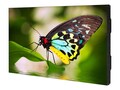 Sharp NEC  (4) 55 UN552 Full HD LED-LCD Ultra-Narrow Bezel 2x2 Video Wall Bundle, UN552-TMX4P, 37577022, Monitors - Video Wall