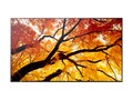Sharp NEC  97.5 PN-M 4K Ultra HD LED-LCD Display, PN-M982                       , 42028953, Monitors - Large Format