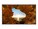Sharp Imaging and Information Company of America V484 Image 1 from Front