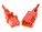 UNC Group PWCD-C13C14-15A-08F-RED Image 2 from Close-up